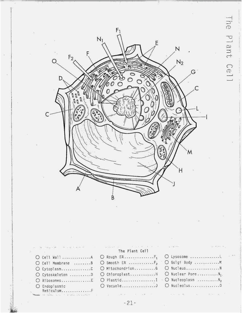 10 Cells Alive Animal Cell Worksheet Worksheets Decoomo