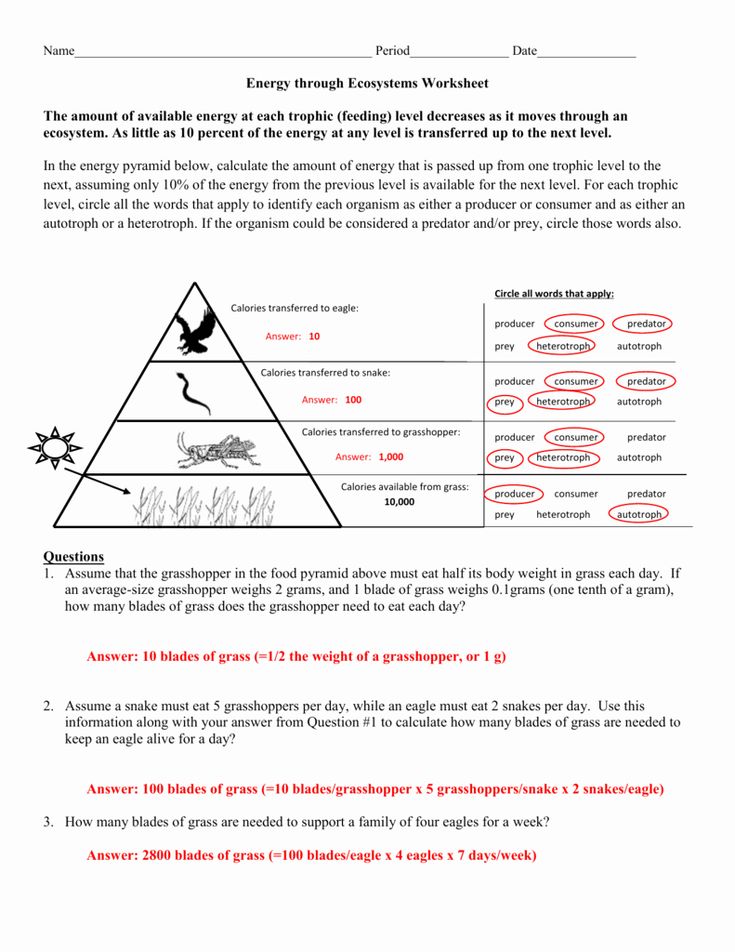 10 Ecological Pyramids Worksheet Answers Worksheets Decoomo