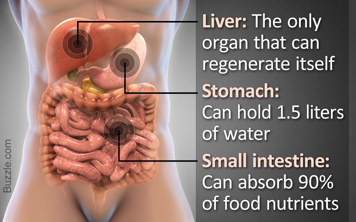 10 Interesting Facts About Our Digestive System Dynamic Nutrition