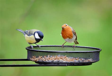 10 Proven Tips To That Keep Birds Out Of The Garden Bird Watching Hq