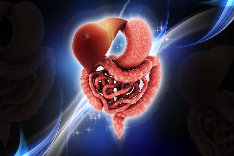 11 Surprising Facts About The Digestive System Live Science