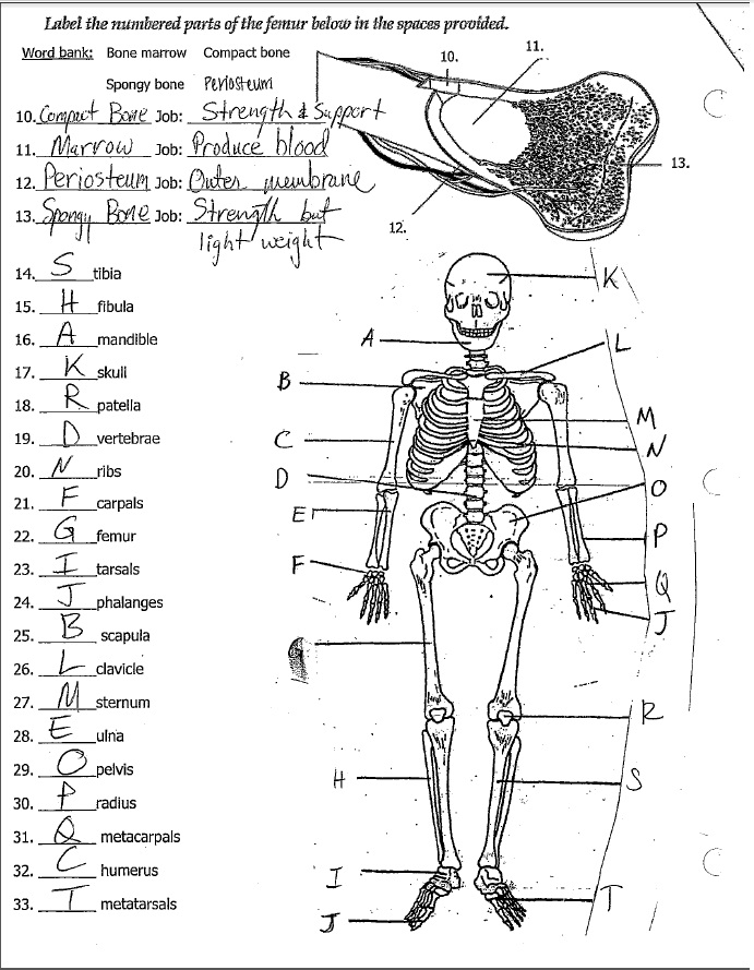 12Th Grade Science Worksheets