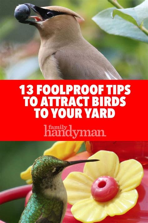 13 Foolproof Tips To Attract Birds To Your Yard Artofit