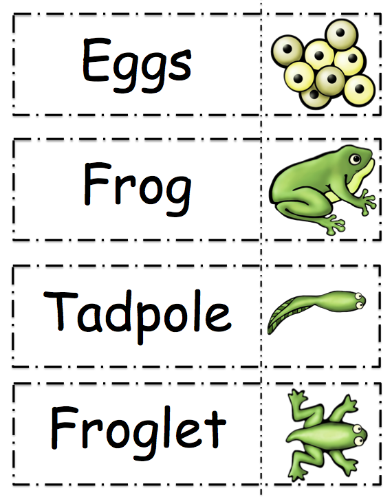 13 Frog Life Cycle Printable