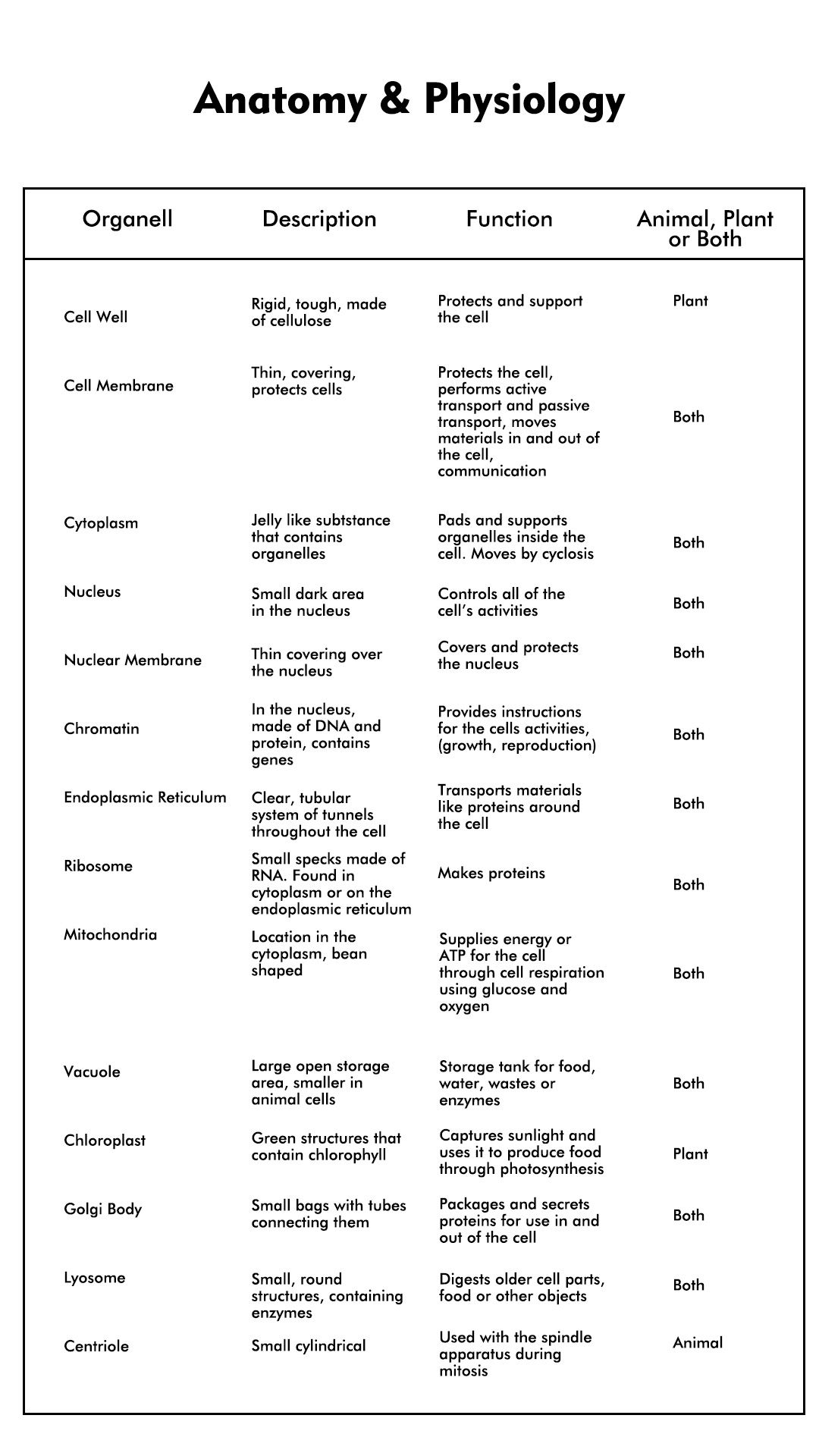 14 Cell Organelle Riddles Worksheet Answers Artofit