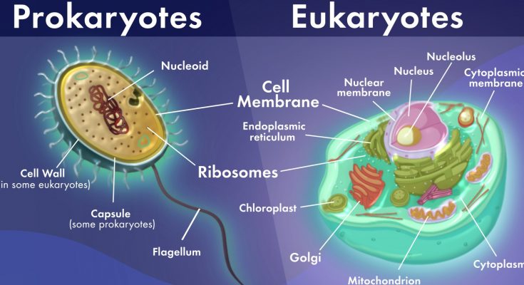 15 Key Differences Between Prokaryotic And Eukaryotic Cells Cbse Class Notes Online