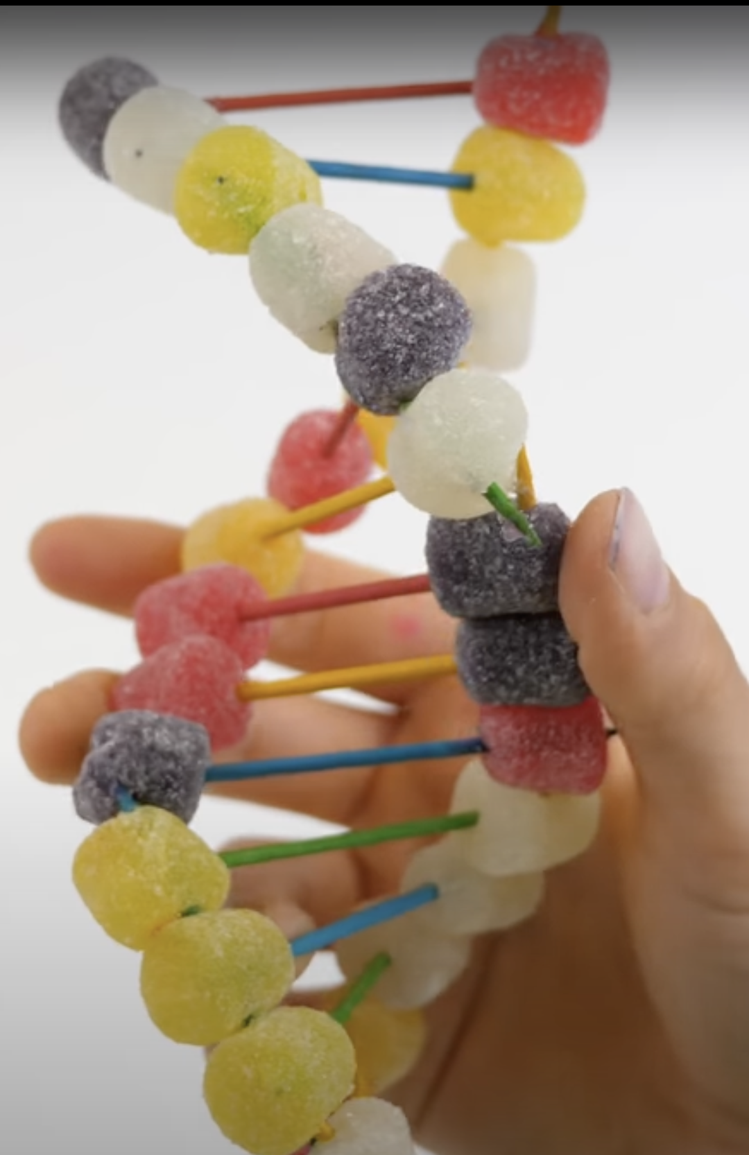 19 Engaging Dna Replication Activities Teaching Expertise