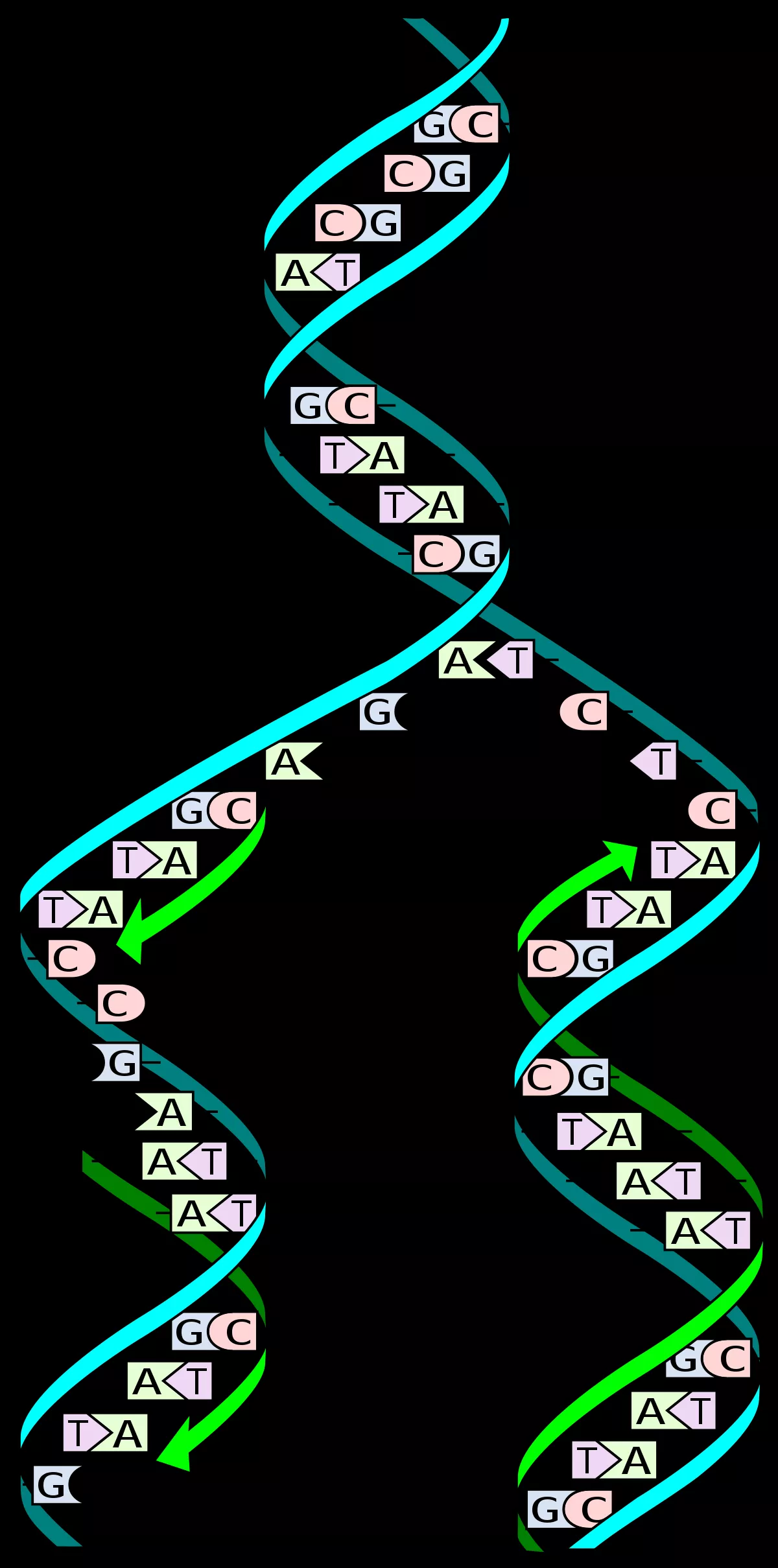 28 Facts About Dna Replication Factsnippet