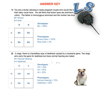 3 Punnett Square Worksheets Monohybrid Crosses Answer Keys Included