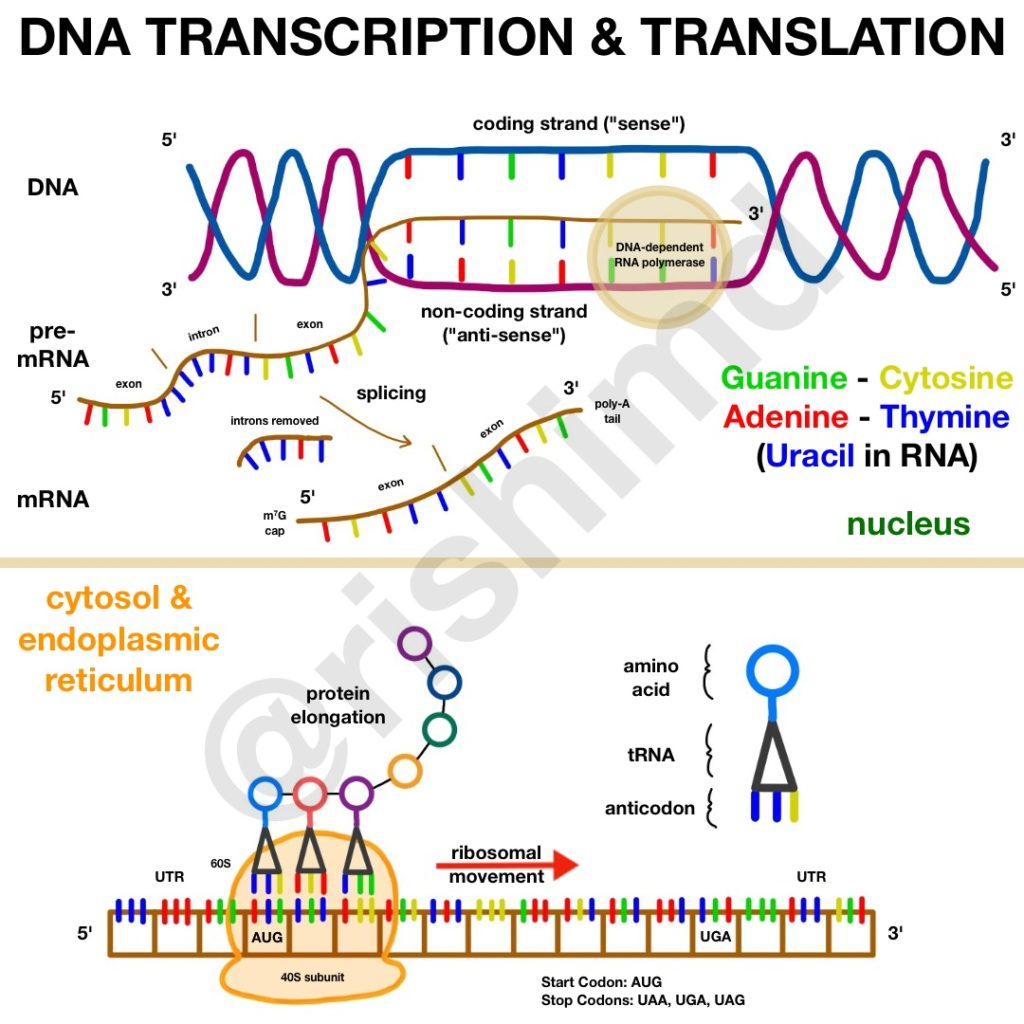 3 Schematic Representation Of Transcription And Translation Of Dna