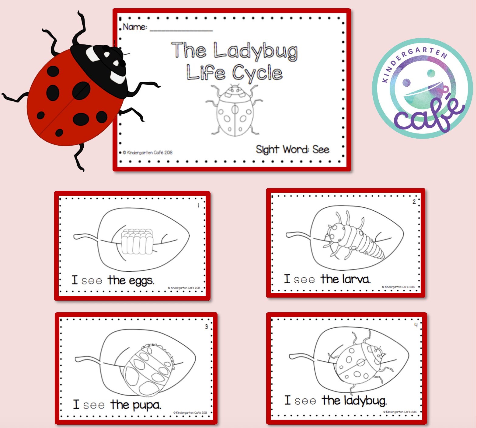 30 Ladybug Life Cycle Worksheet Worksheets Decoomo