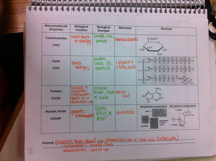 30 Macromolecules Worksheet Answers Worksheets Decoomo