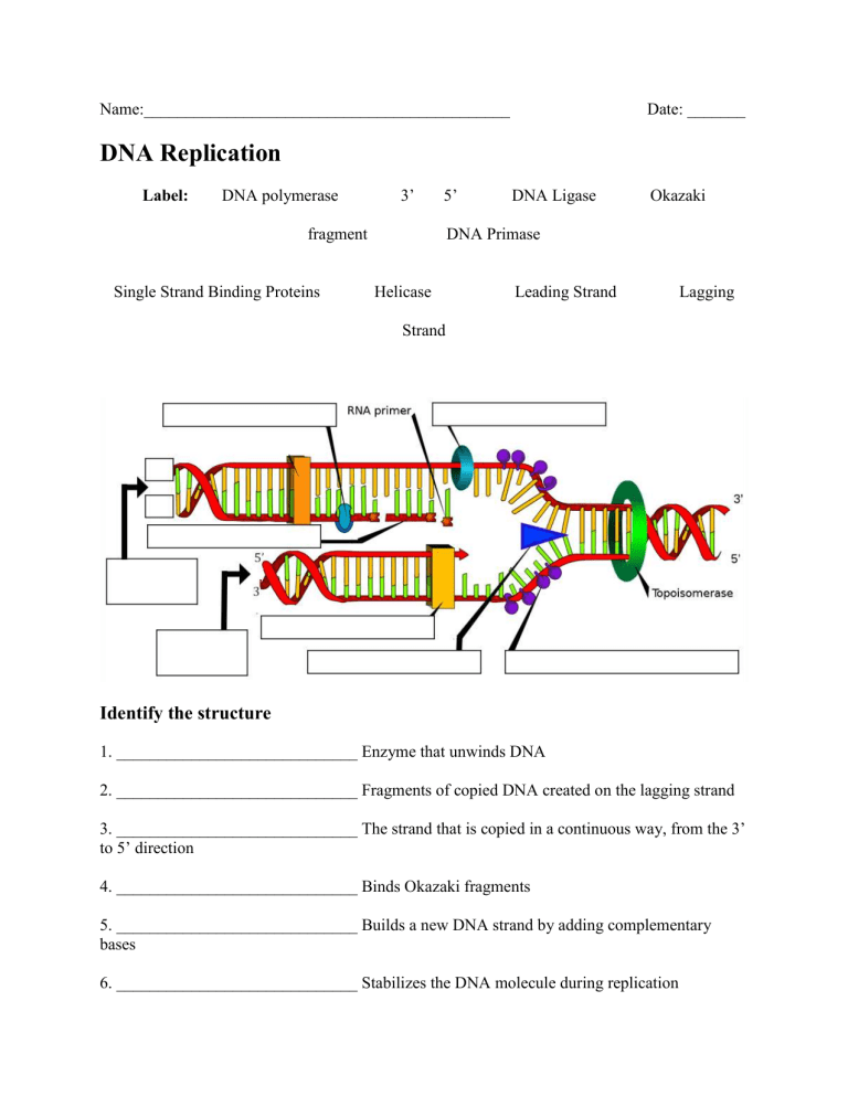 31 Dna Replication Worksheet Answer Support Worksheet