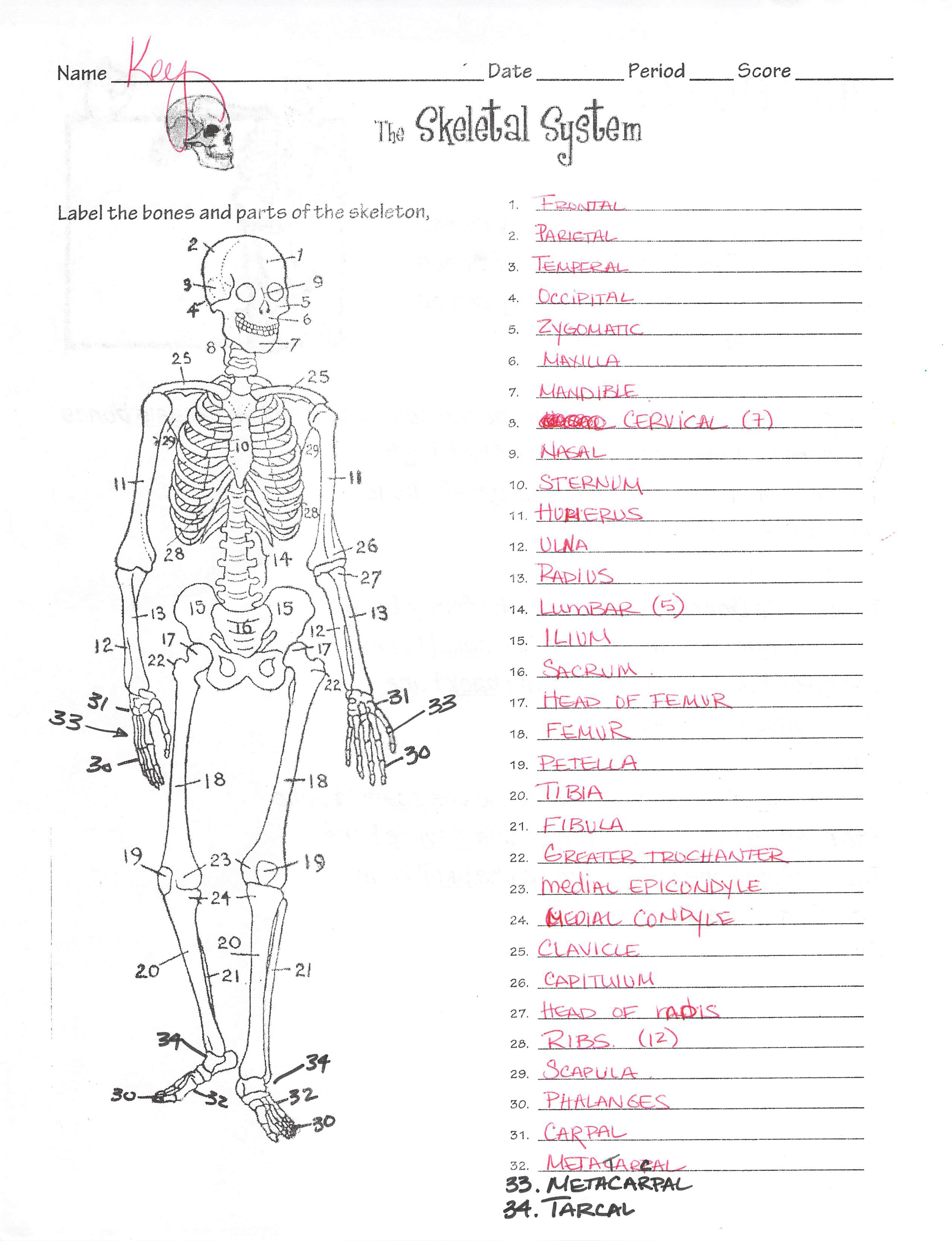 33 Label The Skeleton Worksheet Pdf Labels Design Ideas 2020