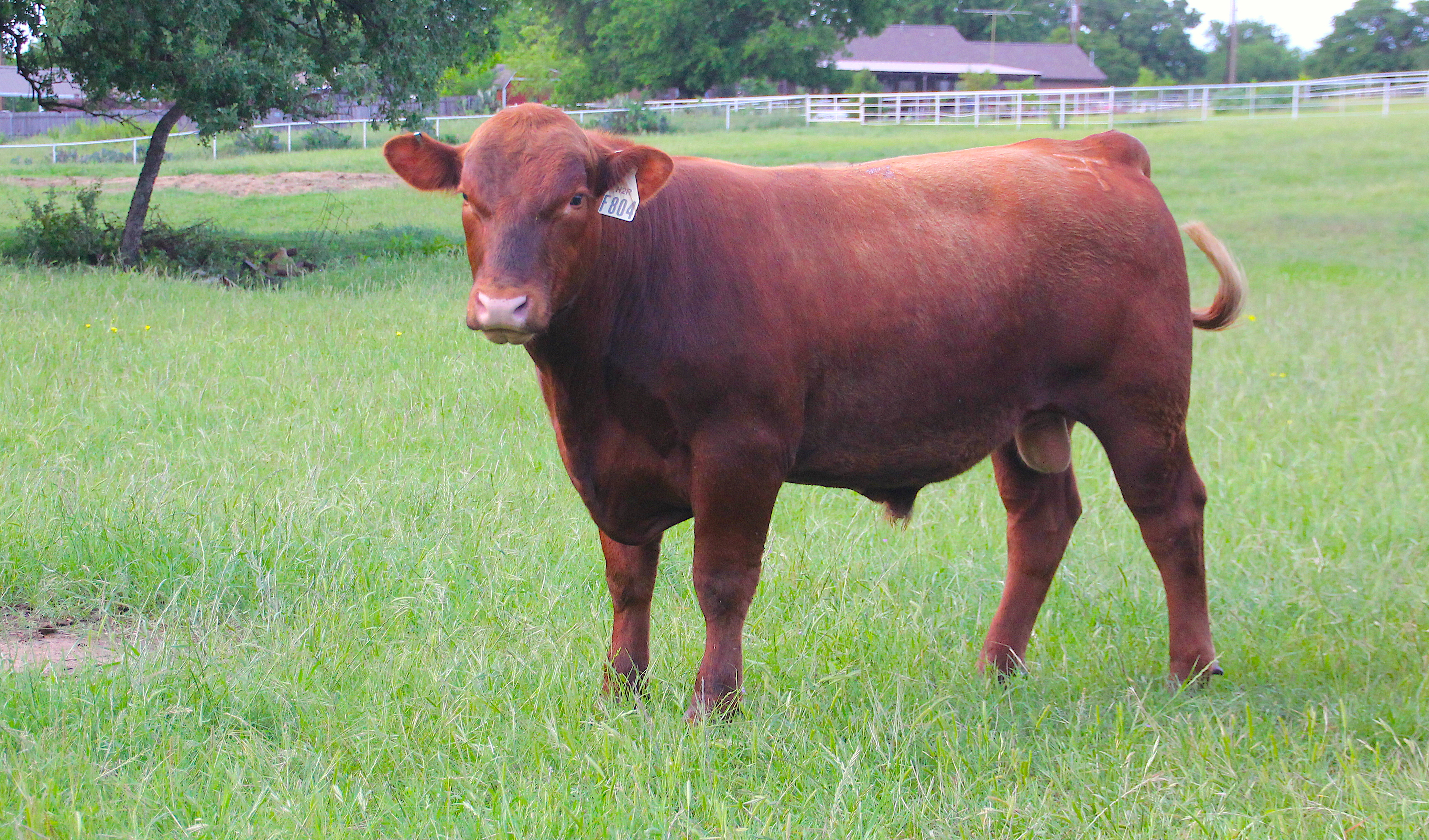 3D Red Angus L2055 Turbosquid 2153488