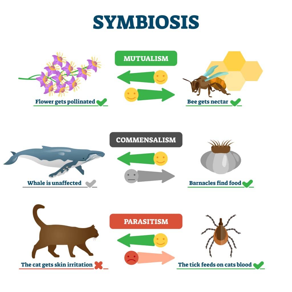 4 Types Of Symbiosis