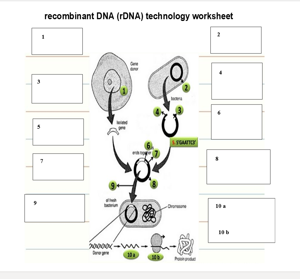 41 Dna Technology Worksheet Answer Key Worksheet Master