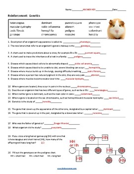 41 Genetics Worksheet Answers Key Worksheet Master