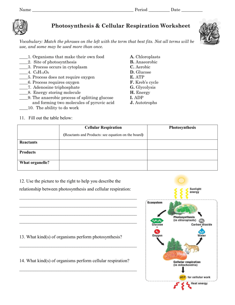 42 Photosynthesis Cellular Respiration Worksheet Answers Worksheet