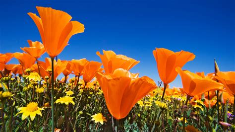 47 California Poppy Wallpapers Wallpapersafari