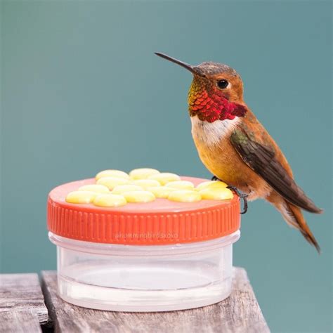 5 Easy Tips To Hand Feed Hummingbirds Birds And Blooms Feed Hummingbirds Bird House Kits