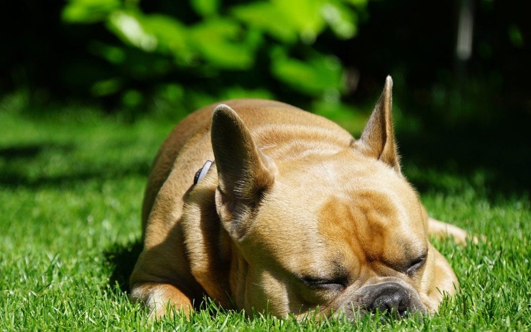 5 Facts Every Pet Owner Should Know About House And Garden Toxins Vet