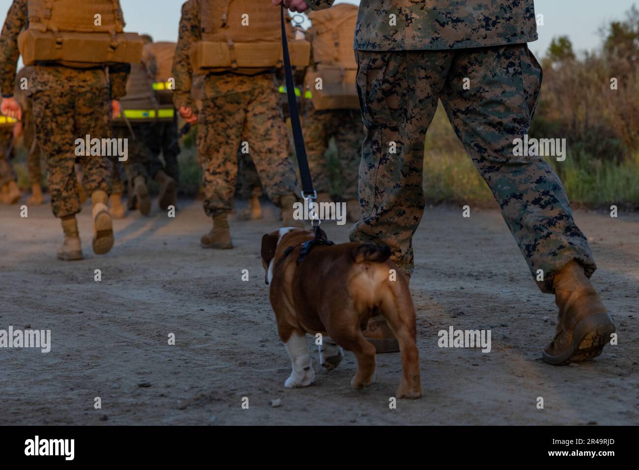 5 Marine Corps Mascots Web Printer Driver