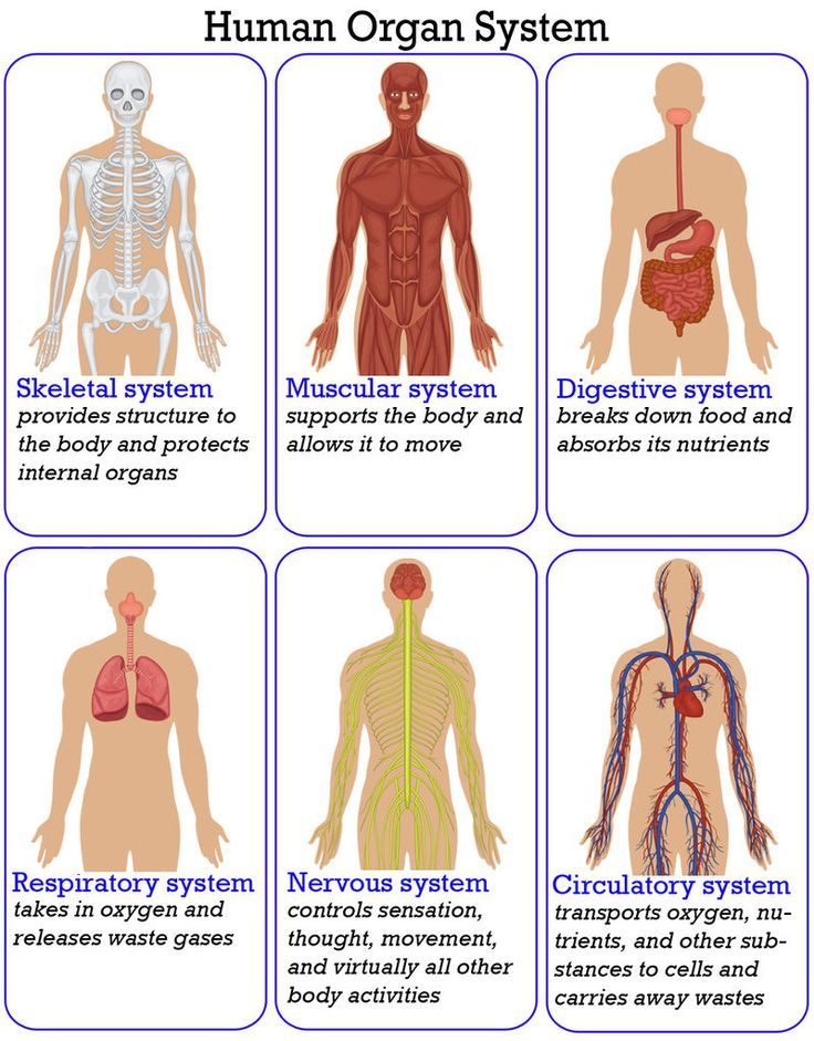 5 Most Important Organs In The Human Body Human Anatomy Kenhub