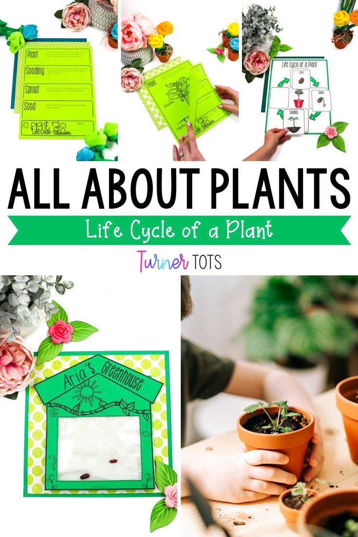 5 Plant Science Activities For Preschoolers To Plant A Love Of Learning