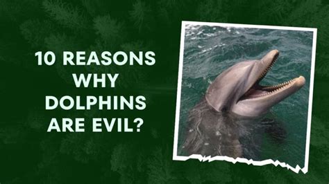 5 Reasons Dolphins Aren T Evil Web Printer Driver