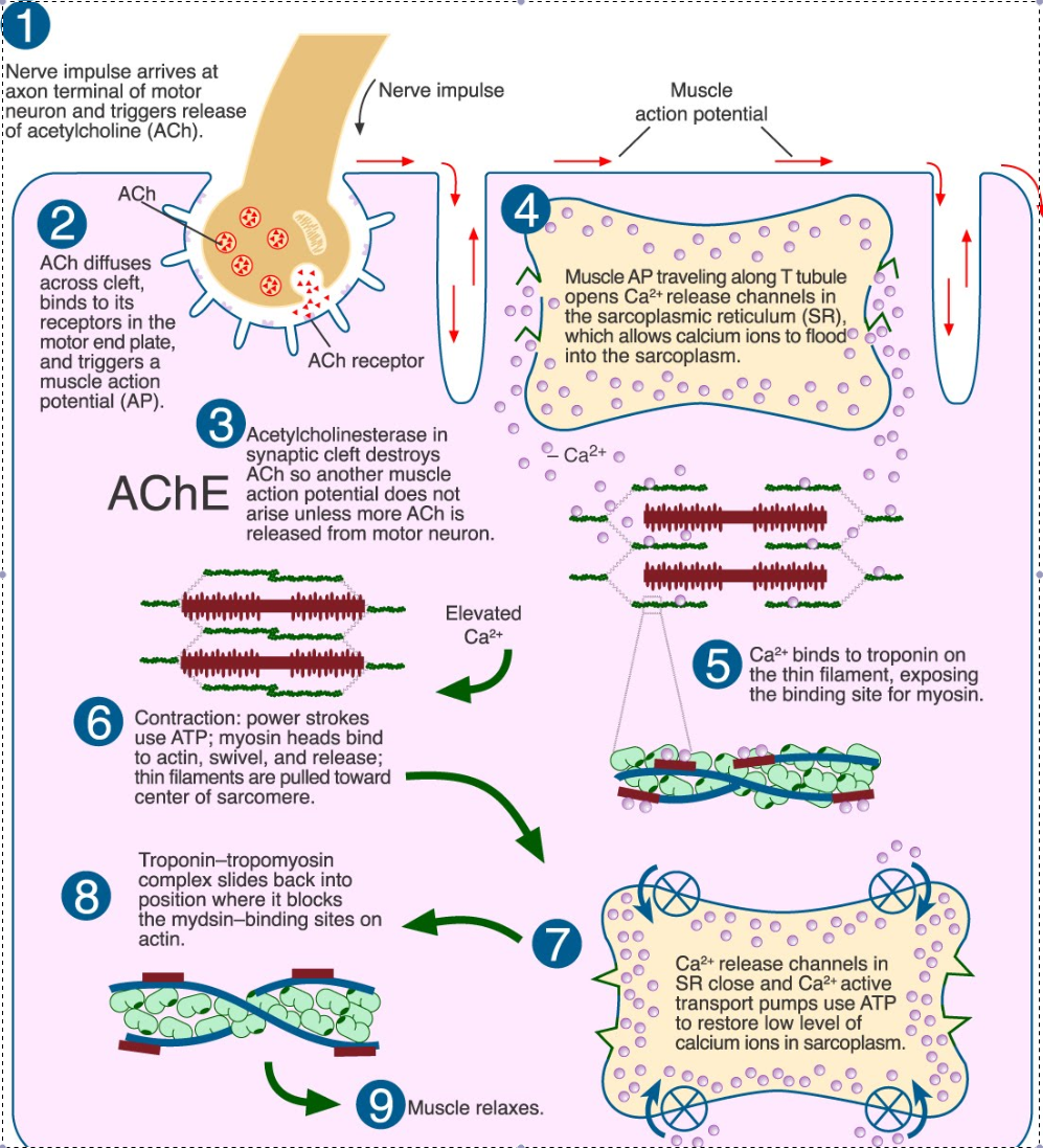 5 Stages Of Sliding Filament Theory