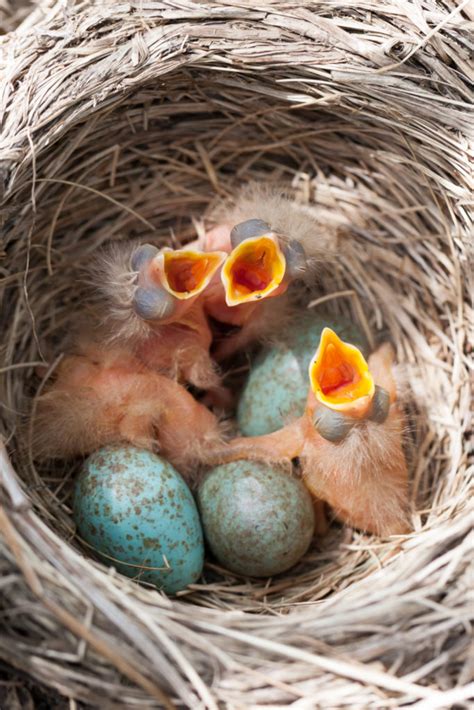 5 Things Baby Birds Like To Eat Most Diet Care Feeding Tips