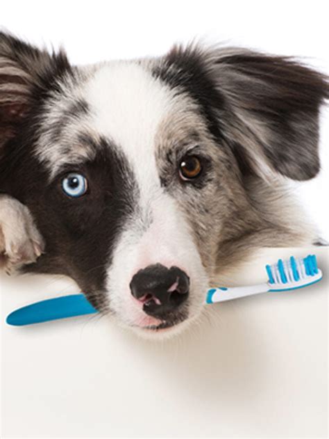 5 Ways To Improve Your Dog S Oral Health United States