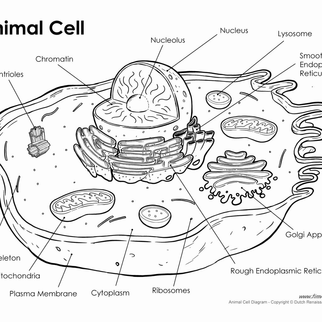 50 Animal Cell Worksheet Answers