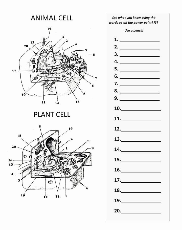 50 Animal Cells Worksheet Answers