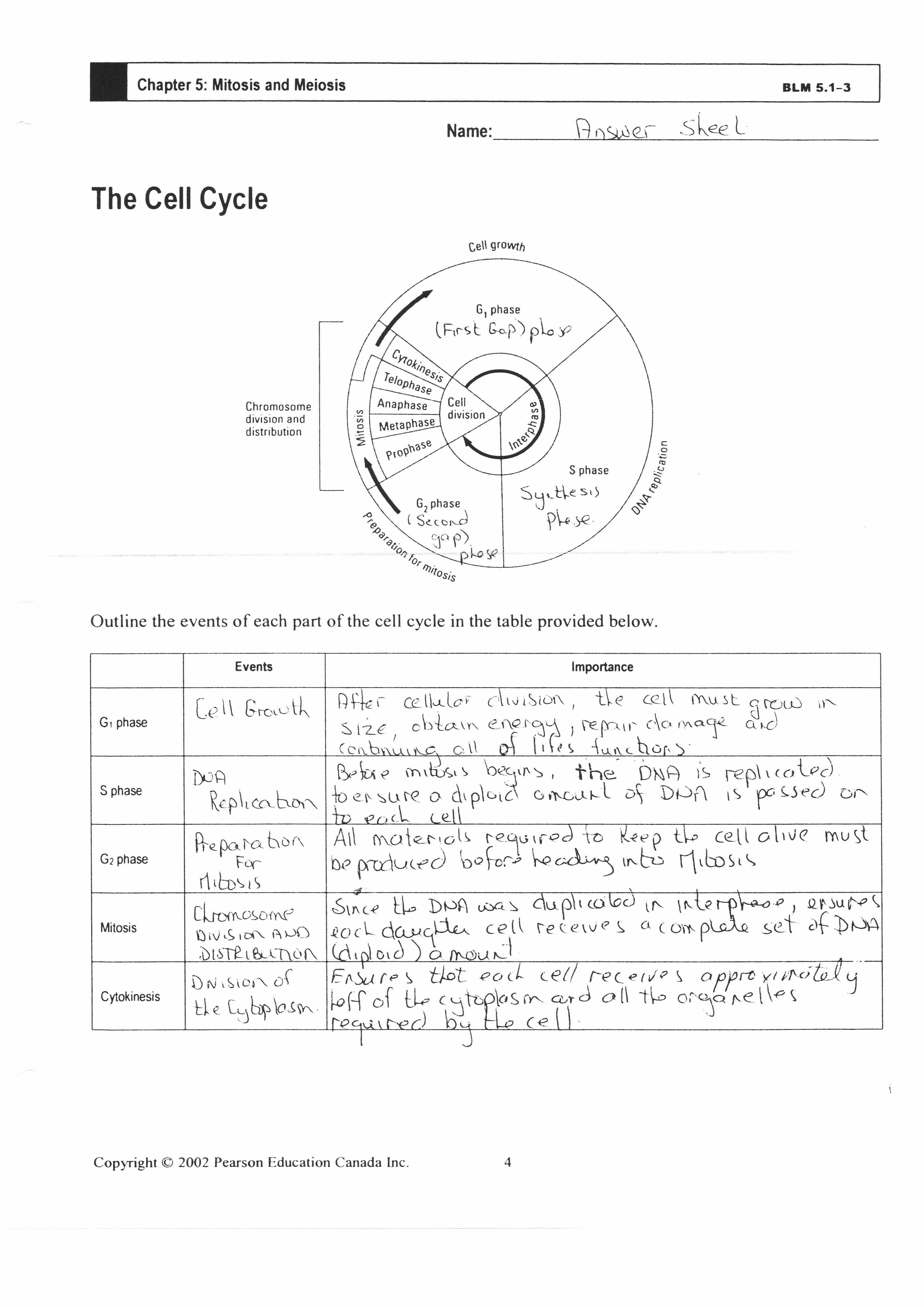 50 Cell Cycle Worksheet Answers