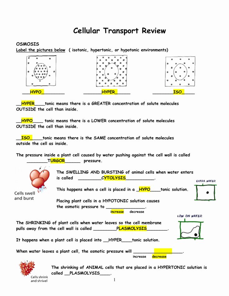 50 Cellular Transport Worksheet Answer Key In 2020 Cell Membrane