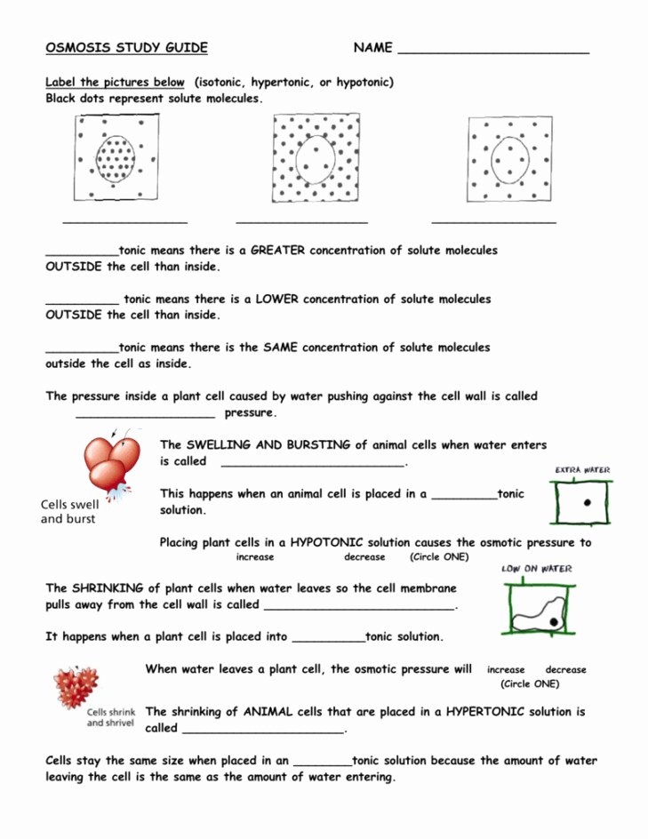 50 Diffusion And Osmosis Worksheet Answers