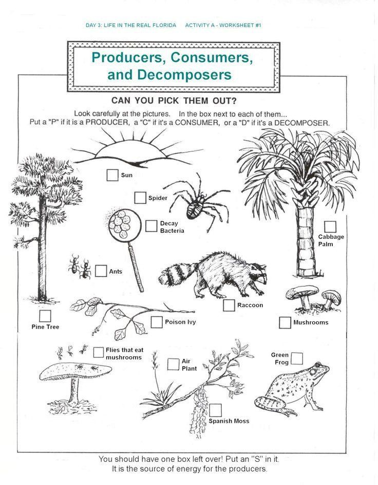 5Th Grade Ecosystem Worksheet