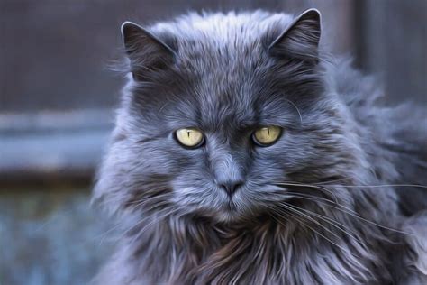 6 Long Haired Grey Cat Breeds