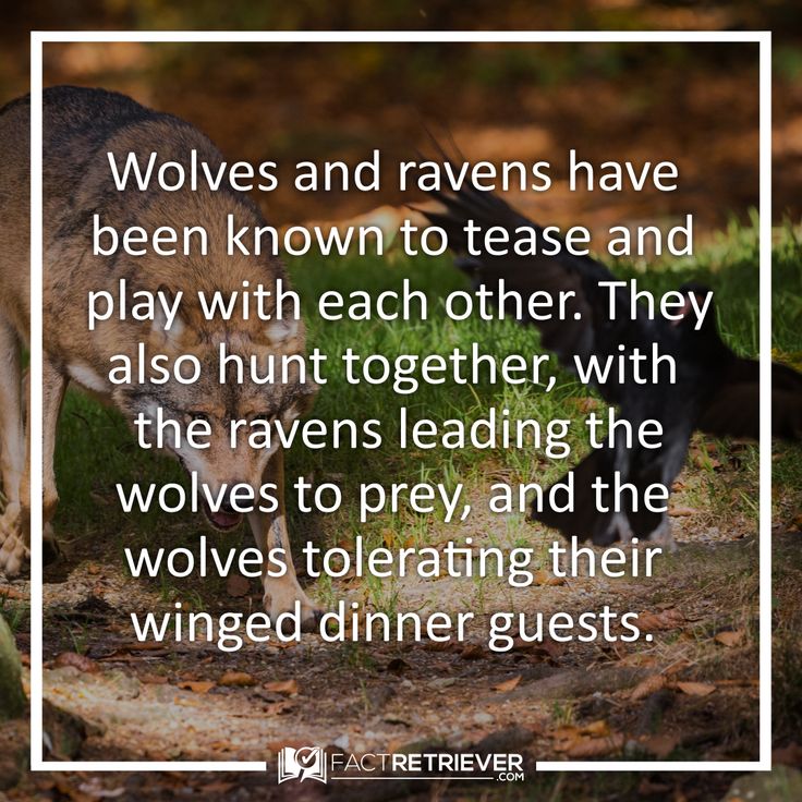 62 Interesting Facts About Wolves Factretriever Com Facts About