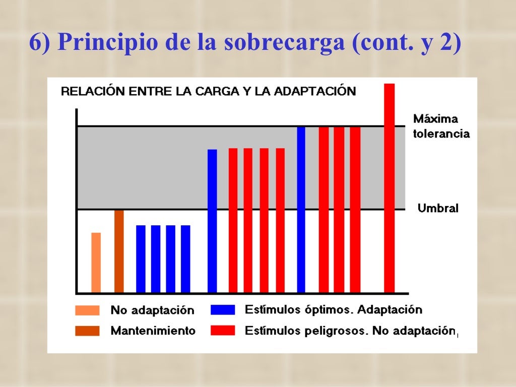 7 Principios Del Entrenamiento Deportivo