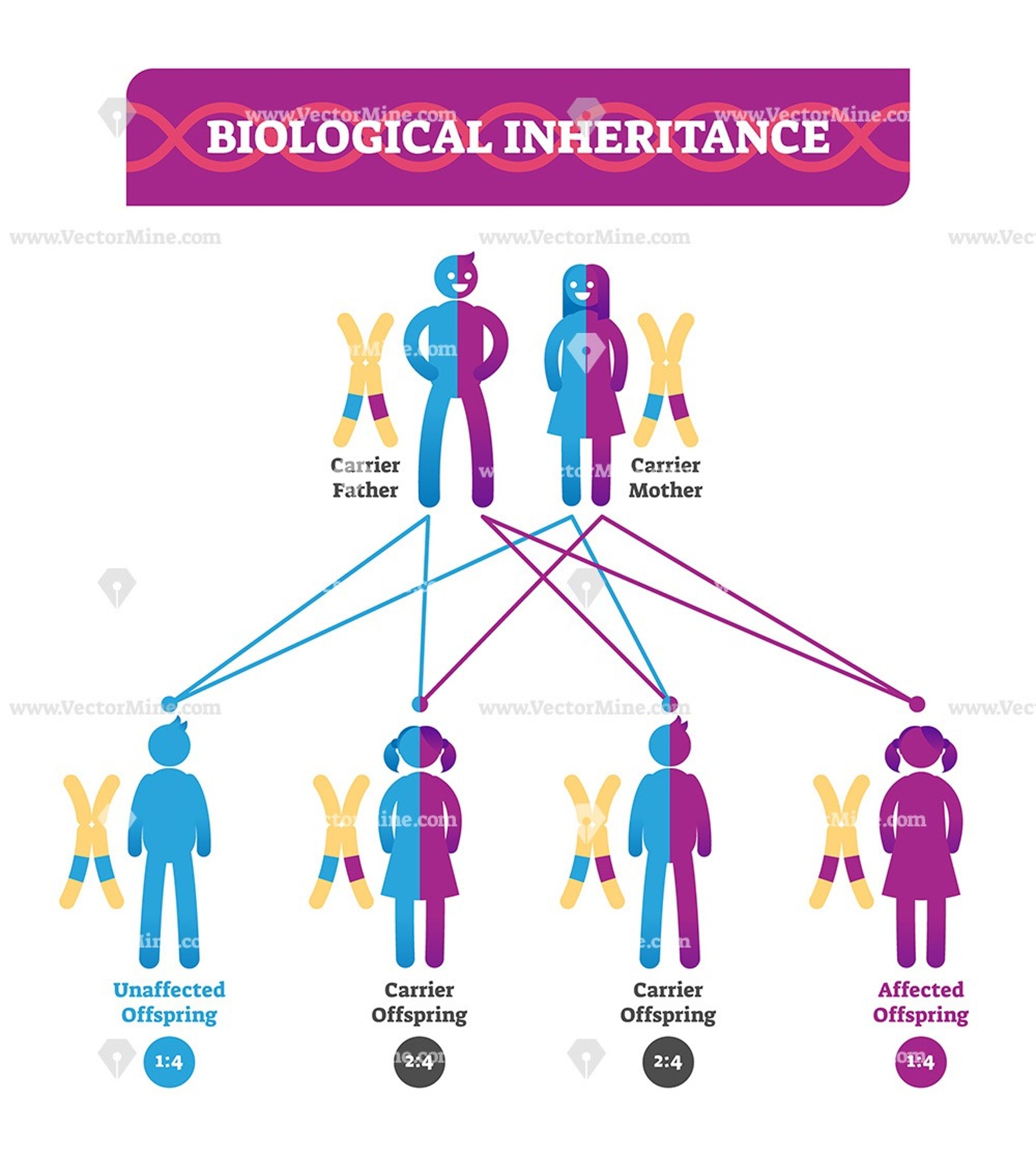 8 4 Simple Inheritance Biology Libretexts