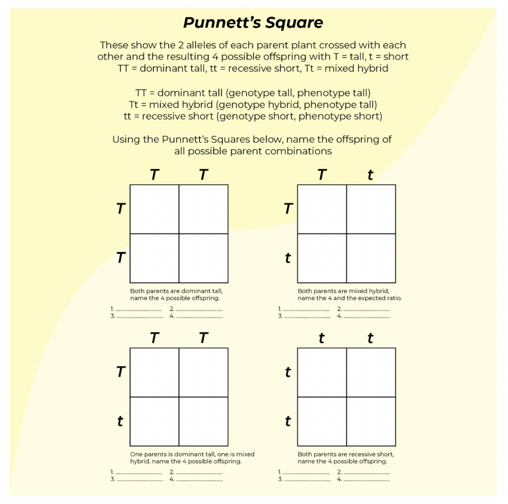 9 Hands On Worksheet Punnett Square Worksheet The Teach Simple Blog