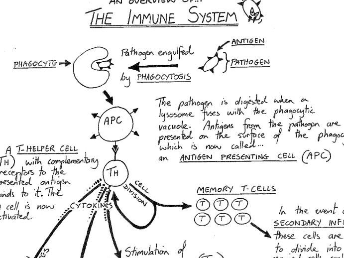 A Level Biology Immunity Overview Diagram Teaching Resources