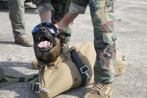 A U S Marine Corps Canine With Marine Corps Forces Nara Amp Dvids Public Domain Archive Public