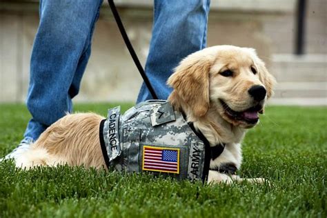 About Military Veterans Service Dog Training