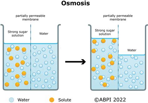 Active Transport Diffusion Osmosis