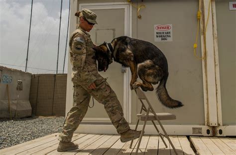 Air Force Dog Handler Mos