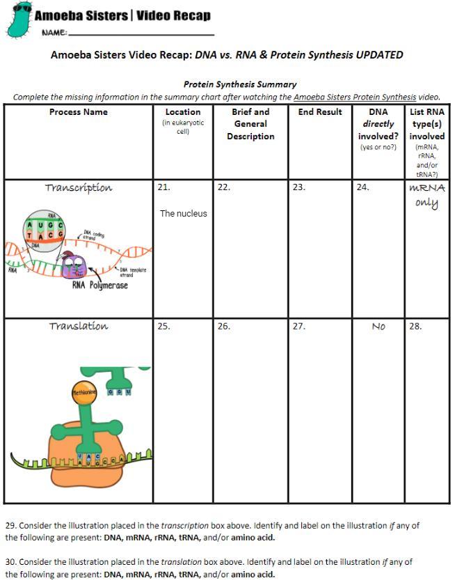 Amoeba Sisters Dna Vs Rna Worksheet Printable Calendars At A Glance